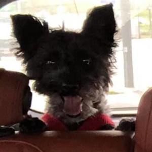 Meet your Posher, Alta